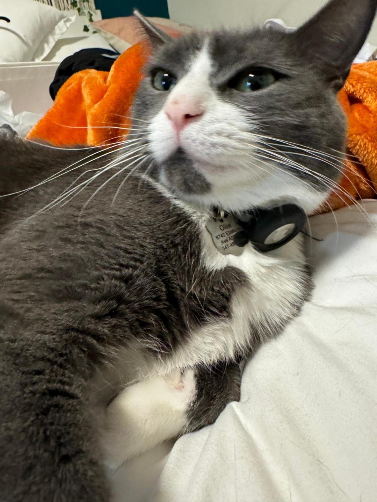 Boho By Delicate Only 25 Min To Times Square Near Citi Field, Us Open Shared Bathroom Cat Friendly Only New York